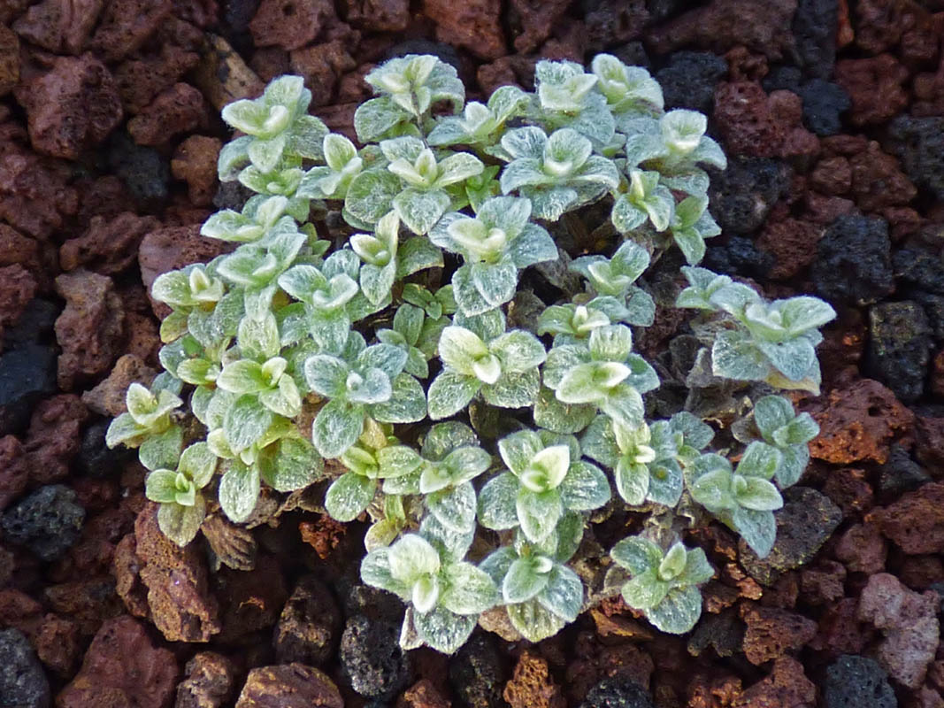 Helichrysum pagophilum en fleurs sur les flancs du Piton de la Fournaise à la Réunion